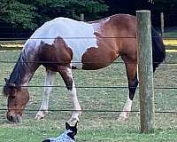 trail-riding-quarter-horse