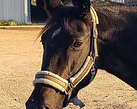 tennessee-walking-horse-for-sale