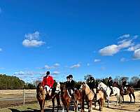 dressage-quarter-pony