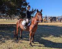 show-jumping-quarter-pony