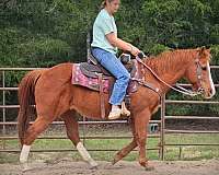 family-quarter-horse