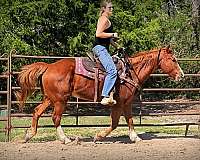 family-quarter-horse