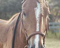 face-star-stripe-snip-left-hind-stocking-horse