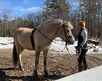 atv-fjord-horse