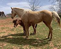 14-hand-quarter-horse-filly