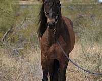 athletic-friesian-horse