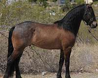 all-around-friesian-horse