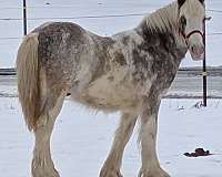 silver-sabino-horse