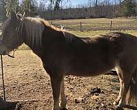 hunter-pace-prospect-haflinger-pony