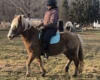 calm-haflinger-pony