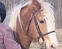 driving-pony-haflinger