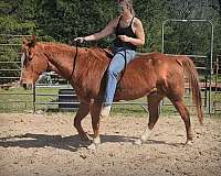 all-around-quarter-horse