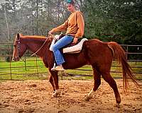 athletic-quarter-horse