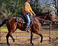 all-around-prospect-thoroughbred-horse