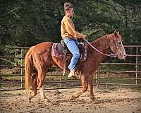 advance-beginner-quarter-horse