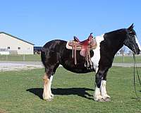 pinto-black-white-horse