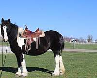 all-around-draft-horse