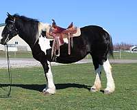 driving-draft-horse