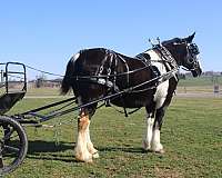 parade-draft-horse