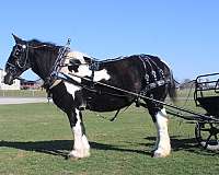 pleasure-driving-draft-horse