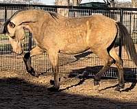 buckskin-andalusian-horse