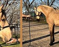 colt-andalusian-horse