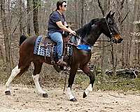 tobiano-see-pictures-horse