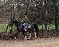 trail-spotted-saddle-horse