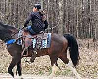 trail-riding-spotted-saddle-horse