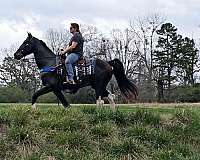 smooth-spotted-saddle-horse