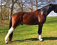 gentle-spotted-saddle-horse