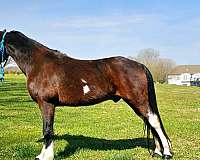 endurance-spotted-saddle-horse