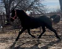 friesian-filly