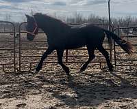 baroque-friesian-horse