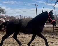 draft-friesian-horse