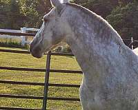 grey-andalusian-mare