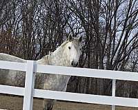 grey-ancce-horse