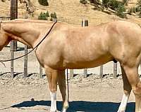 spotlight-gelding