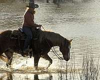 ranch-quarter-horse