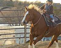 roping-quarter-horse