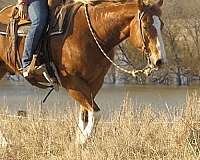 trail-quarter-horse