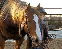 trail-riding-quarter-horse