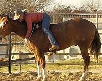 sorrel-husband-safe-horse