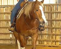 sorrel-quarter-horse-gelding