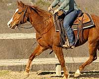 ranch-versatility-quarter-horse