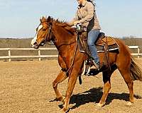 ranch-work-quarter-horse