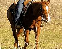 trail-quarter-horse