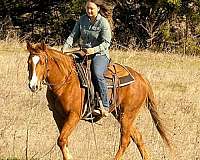 trail-riding-quarter-horse