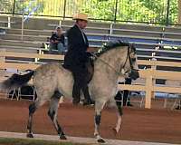 famous-paso-fino-horse