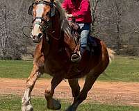 beginner-belgian-horse